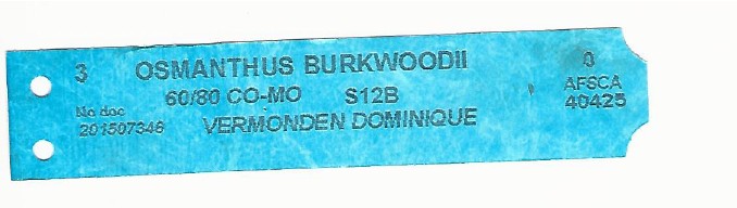 Osmanthus Burkwoodii 0001.jpg